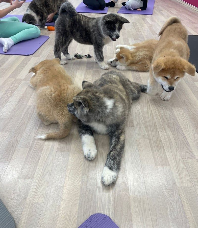 Yoga Pets foto 2