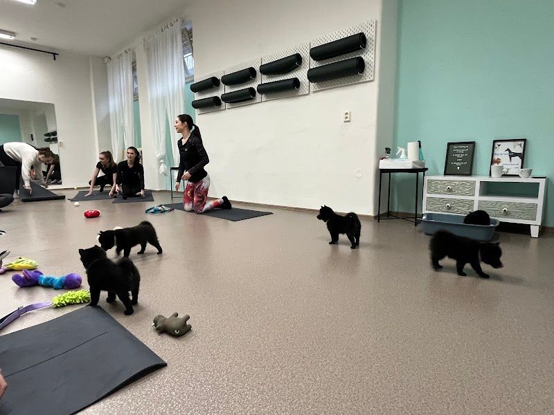 Yorkmut Pets Yoga Prague foto 2